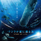 クジラ星WEBバナー.png